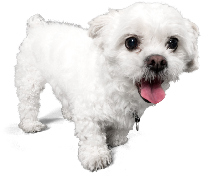 Small white Peekapoo dog